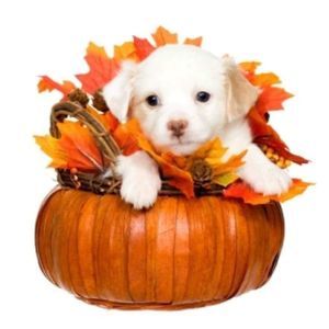 Meet your Posher, Pam